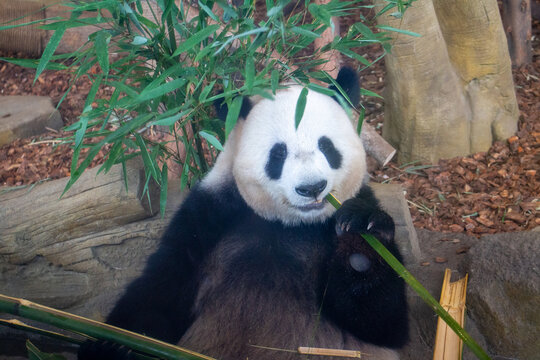 认真吃竹子的大熊猫