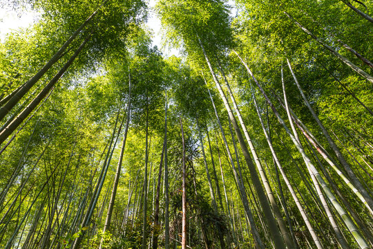 竹林