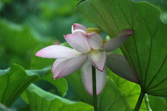 雨中荷花