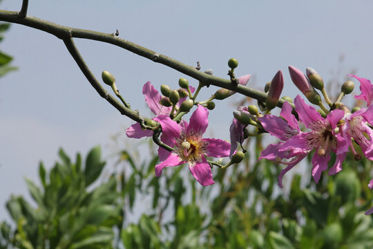 美丽异木棉