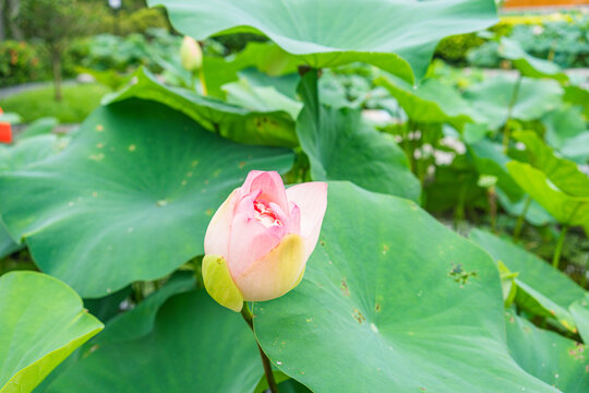 粉色莲花