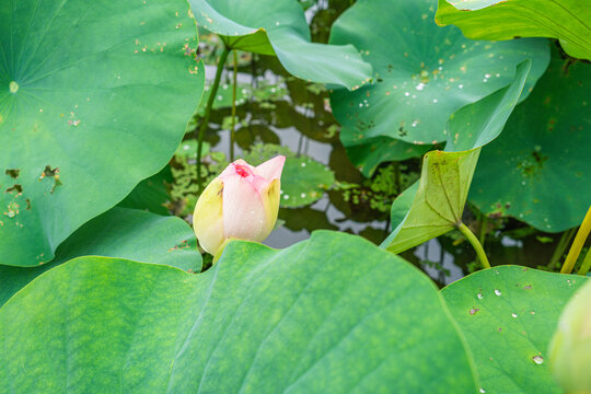 荷花荷叶