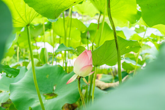 夏日粉荷