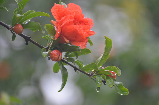 石榴花开