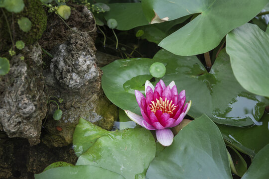 粉红色睡莲花漂浮在池塘表面