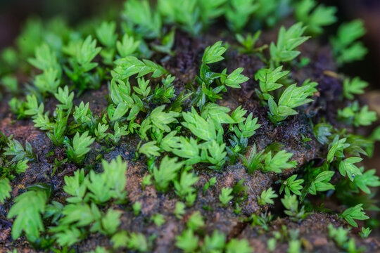 苔藓植物的微观世界