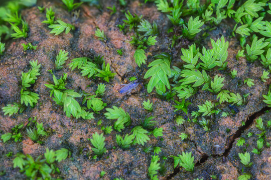 苔藓植物的微观世界