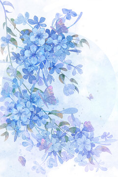 藍(lán)雪花
