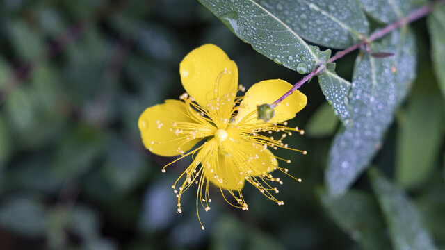 黄花