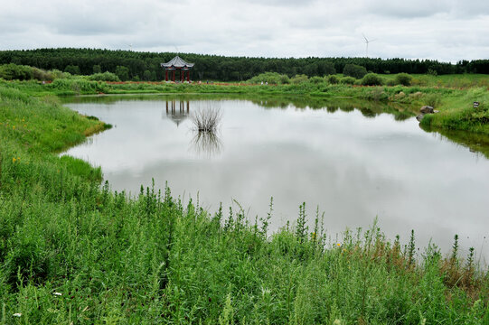 夏日塞罕坝