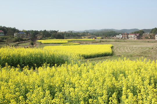 油菜花田