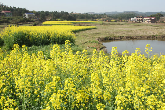 油菜花田