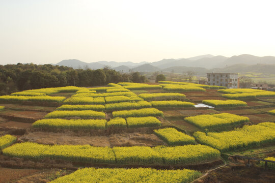 油菜花田