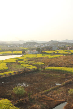 油菜花田