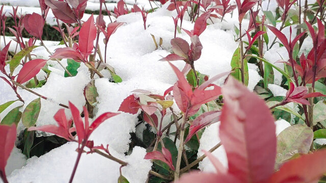 嫩茶与雪