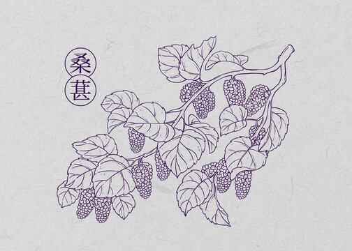 桑葚線描
