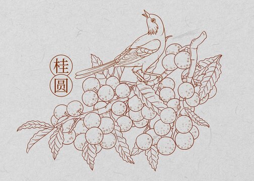 桂圓線描