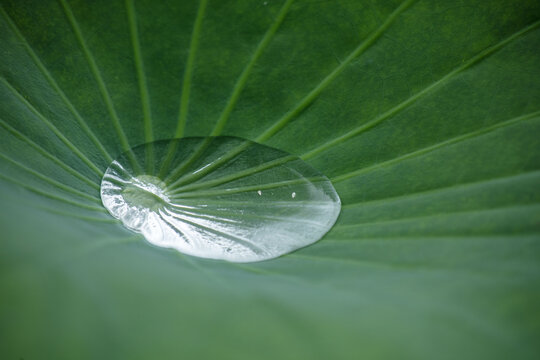 雨荷