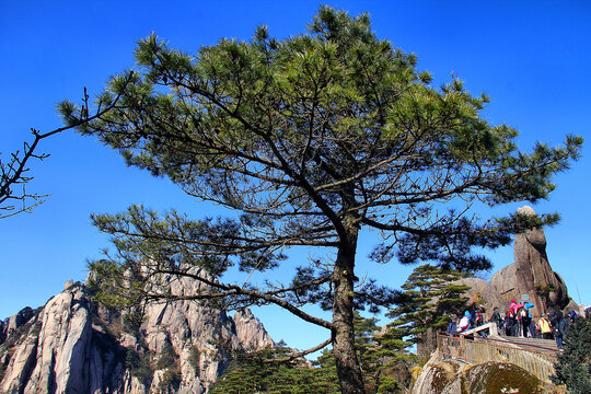 黄山松黄山旅游