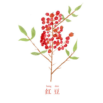 紅豆手繪水彩插畫(huà)