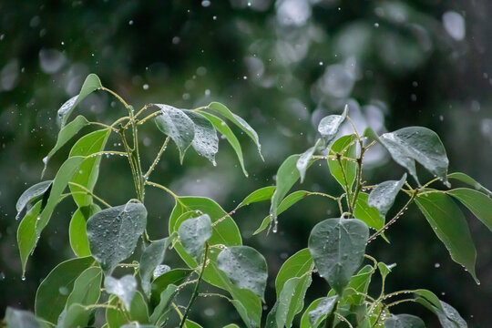 树叶和雨滴