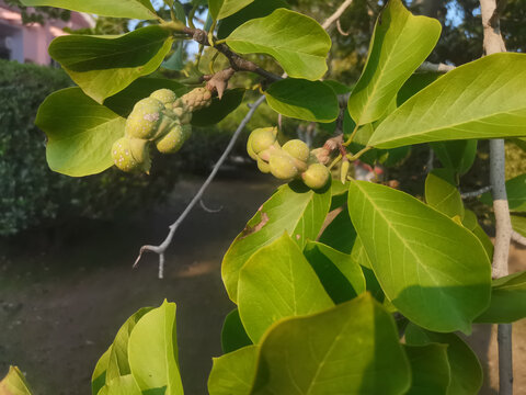 植物玉兰果