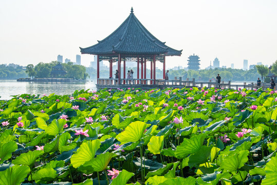 济南大明湖荷花