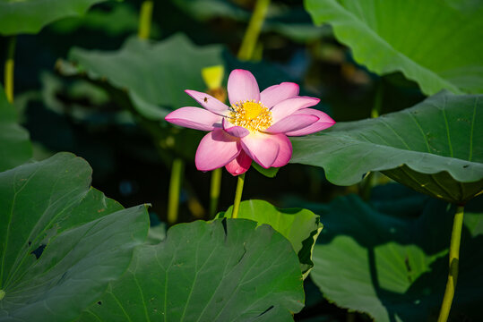 济南大明湖荷花