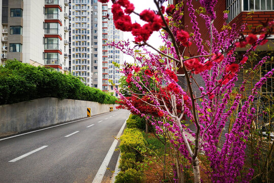 小区梅花