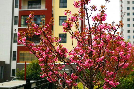 小区樱花树