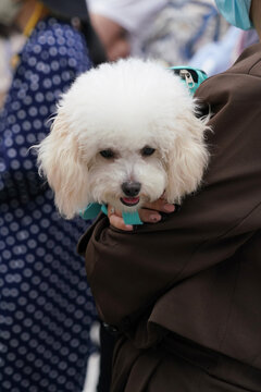 萌宠宠物狗狗犬可爱动物