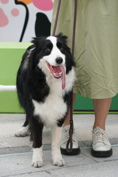 萌宠宠物狗狗犬可爱动物