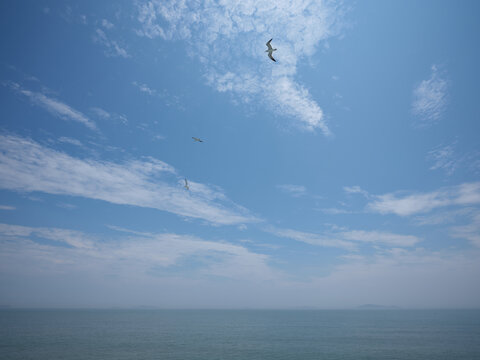 海鸥飞过海面