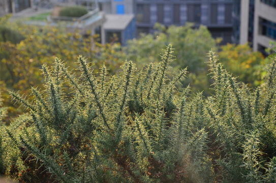 针叶植物