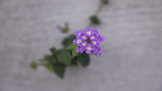 紫野花