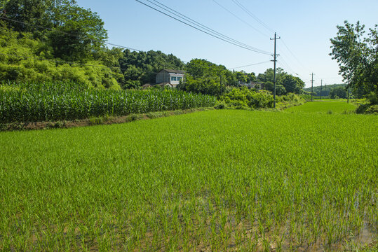 水稻田