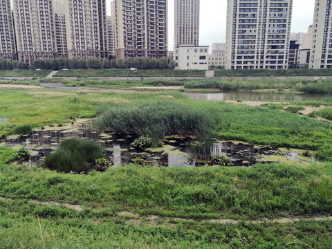 河流边的死水潭