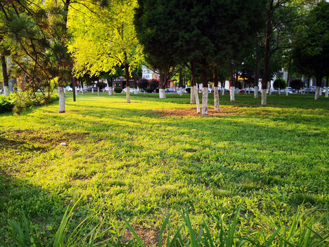 夕阳下的金黄草地