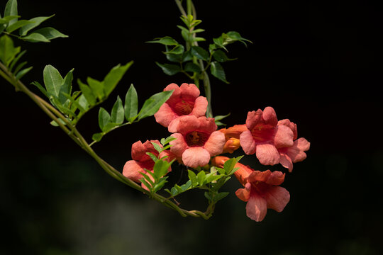 凌霄花