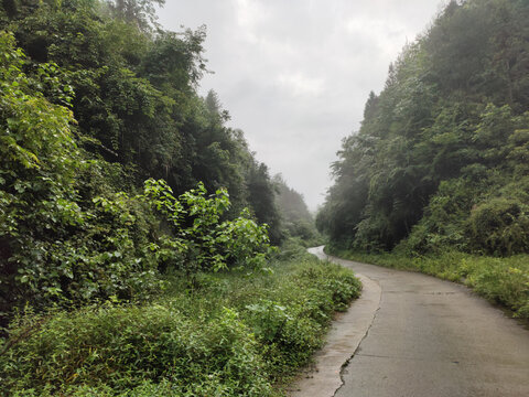 公路与森林植被