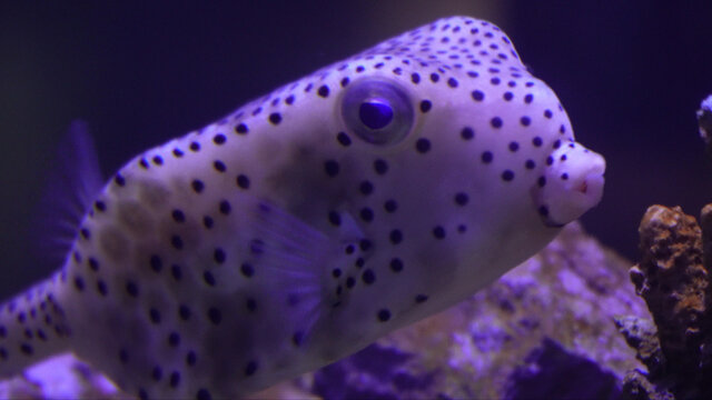 海缸水族河豚观赏鱼