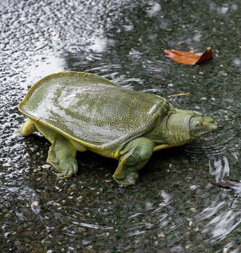 水鱼