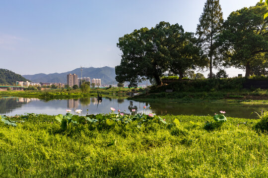 建德下涯湿地公园夏季风光