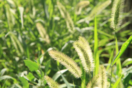 阳光下的狗尾巴草