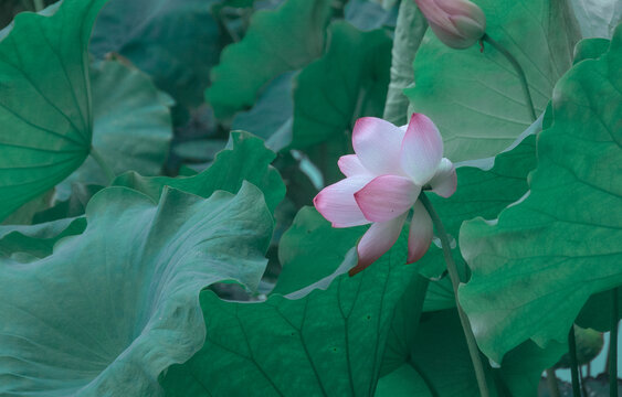 夏季荷花