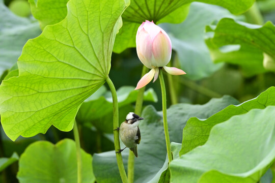 荷花与小鸟