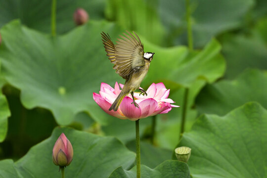 荷花与小鸟