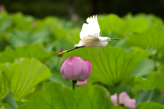 荷花与小鸟