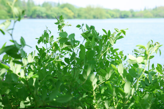 植物和湖水