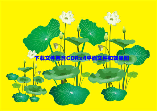 矢量荷花白荷花荷葉